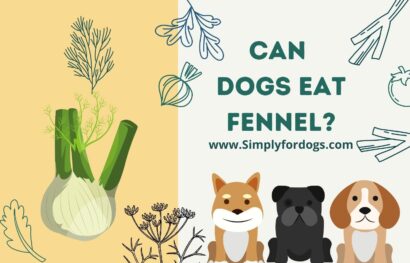 can-dogs-eat-fennel