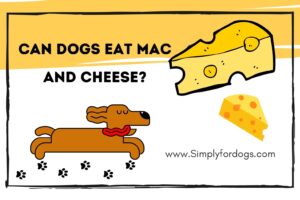 can-dogs-eat-mac-and-cheese