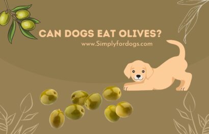 can-dogs-eat-olives