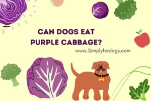 can-dogs-eat-purple-cabbage