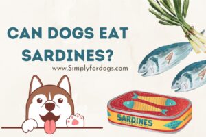 can-dogs-eat-sardines
