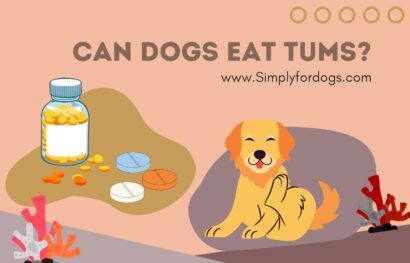can-dogs-eat-tums