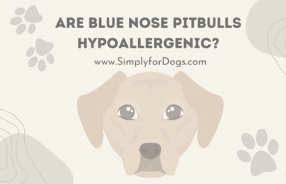 Are-Blue-Nose-Pitbulls-Hypoallergenic