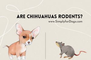 Are-Chihuahuas-Rodents