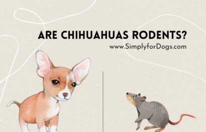 Are-Chihuahuas-Rodents