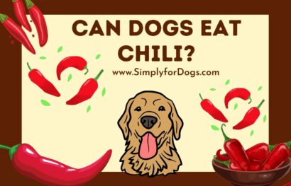 Can dogs eat chili_