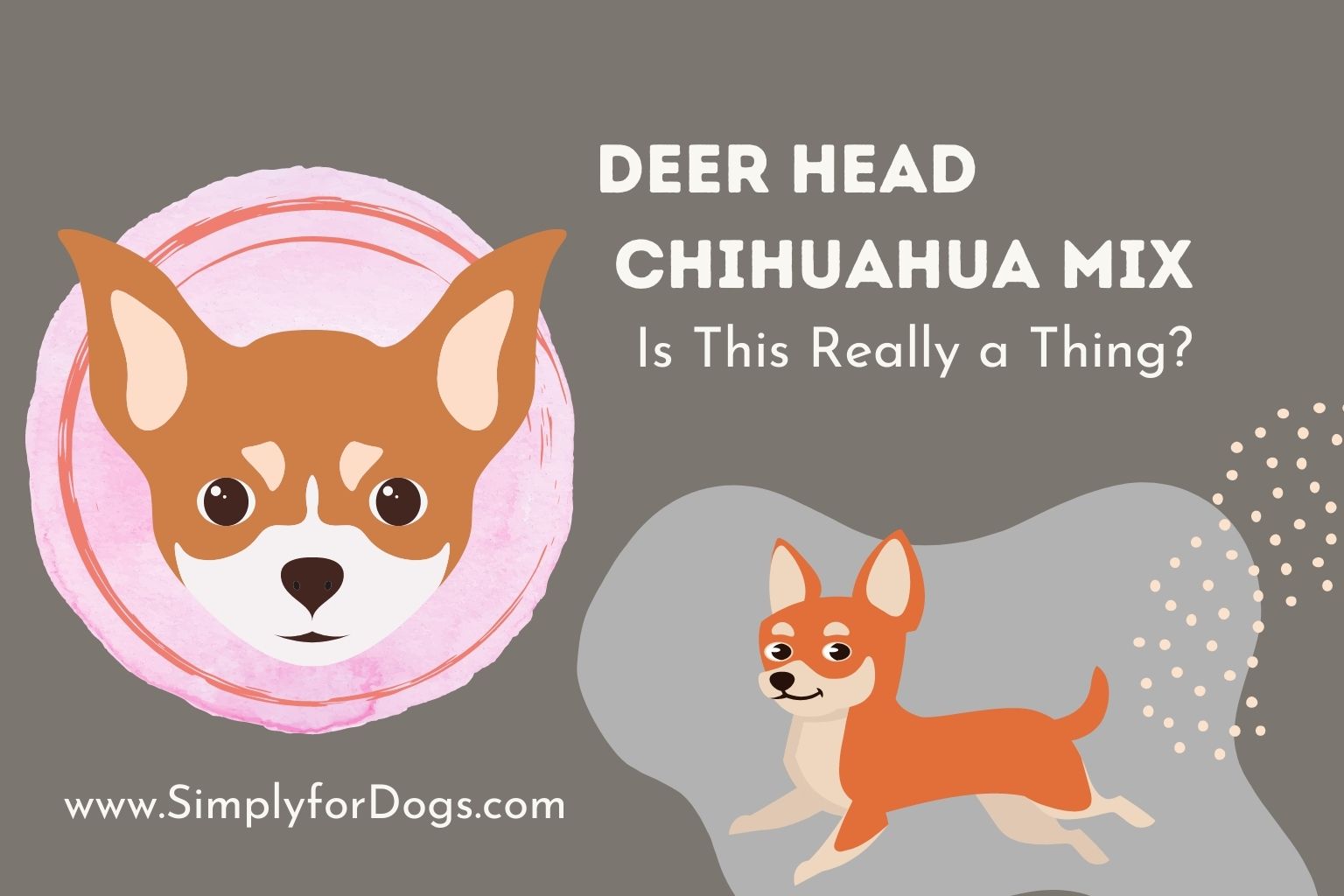 Deer-Head-Chihuahua-Mix