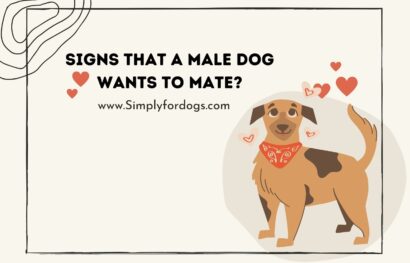 Signs-That-a-Male-Dog-Wants-to-Mate