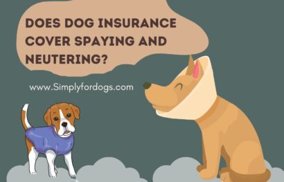 can-dog-insurance-cover-spaying-and-neutering