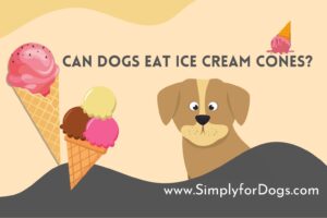 can-dogs-eat-ice-cream-cones