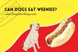 can-dogs-eat-weenies