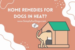 home-remedies-for-dogs-in-heat