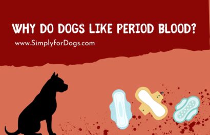 why-do-dogs-like-period-blood