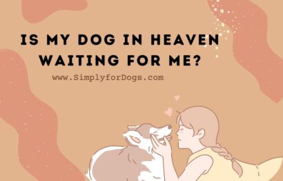 Is My Dog In Heaven Waiting For Me_