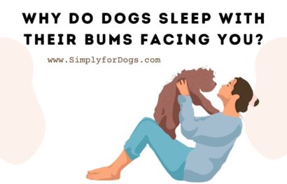 Why Do Dogs Sleep With Their Bums Facing You_
