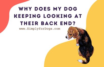 Why Does My Dog Keeping Looking At Their Back End_