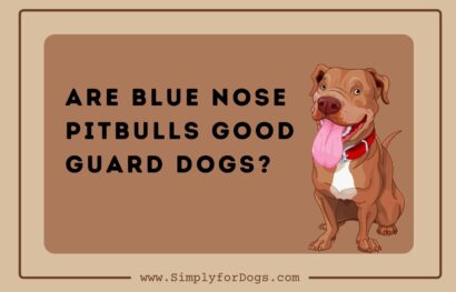 are blue nose pitbulls good guard dogs
