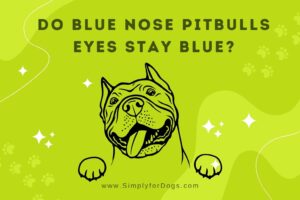 do blue nose pitbulls eyes stay blue