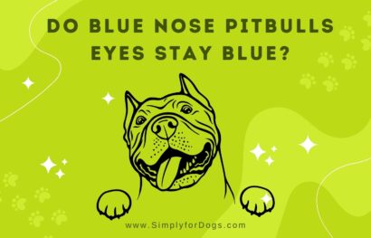do blue nose pitbulls eyes stay blue