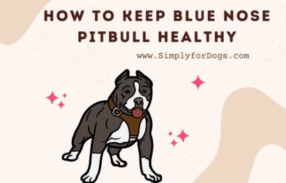 how to keep blue nose pitbull healthy