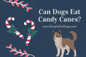 Can dogs eat candy canes
