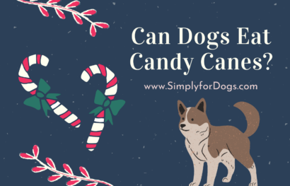 Can dogs eat candy canes