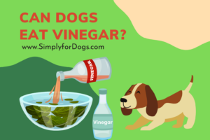 can dogs eat vinegar