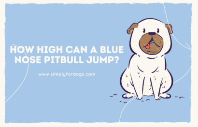 How High Can a Blue Nose Pitbull Jump