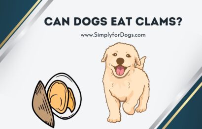 can dogs eat clams