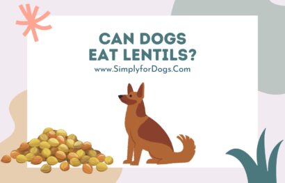 Can Dogs Eat Lentil