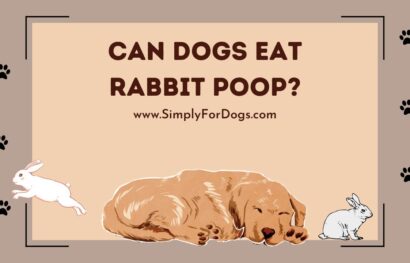 can dogs eat rabbit poop