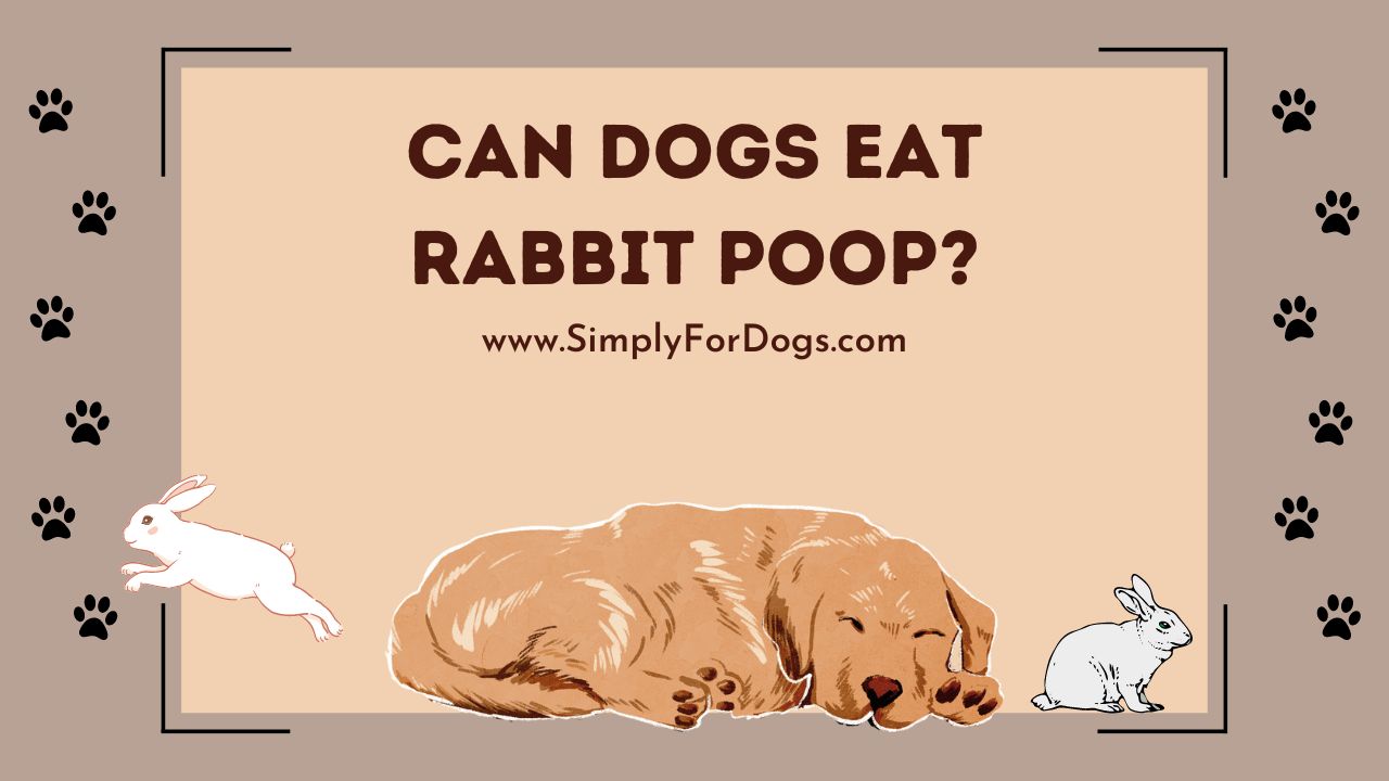 can dogs eat rabbit poop