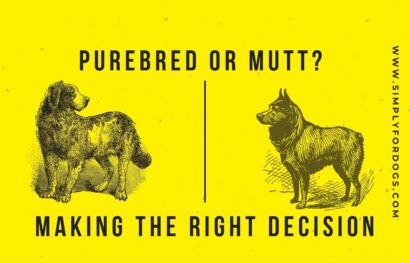 Purebred-Or-Mutt-Making-The-Right-Decision