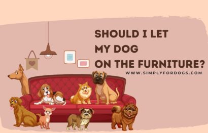 Should-I-Let-My-Dog-On-the-Furniture