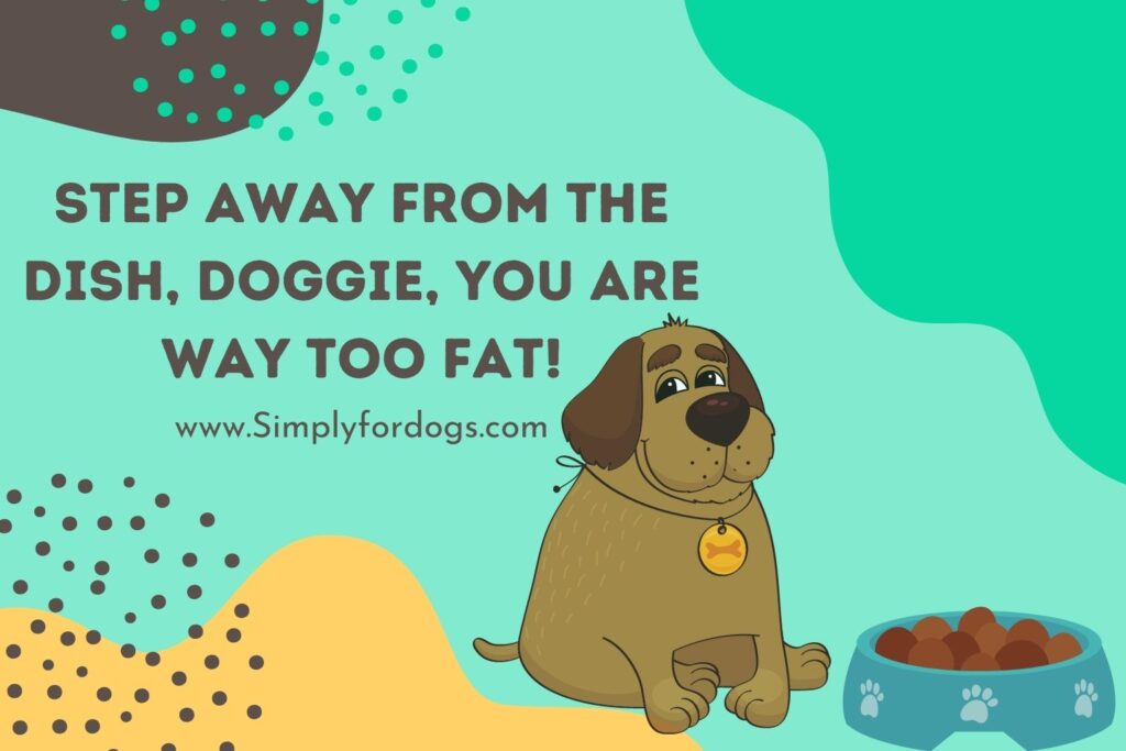 Step Away From the Dish, Doggie, You are Way Too Fat! (Ultimate Diet Tips)