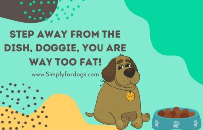 Step-Away-From-the-Dish,-Doggie,-You-are-Way-Too-Fat!