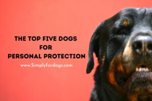 Top-Five-Dogs-For-Personal-Protection
