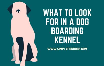 What to Look for in a Dog Boarding Kennel