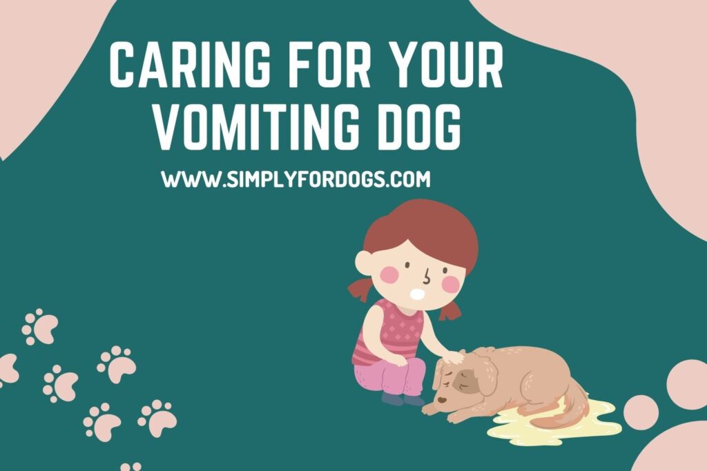 Caring for Your Vomiting Dog (Effective Solution) Simply For Dogs