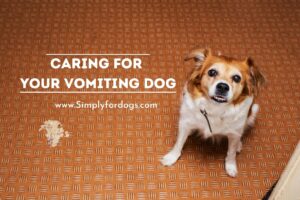 Caring-for-Your-Vomiting-Dog