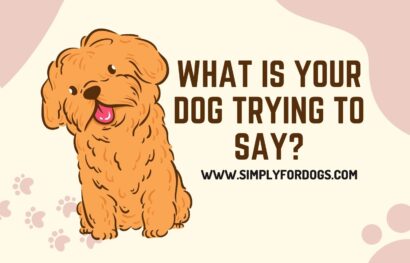 What is Your Dog Trying to Say_