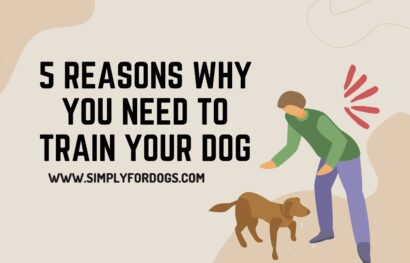 5 Reasons Why You Need to Train Your Dog