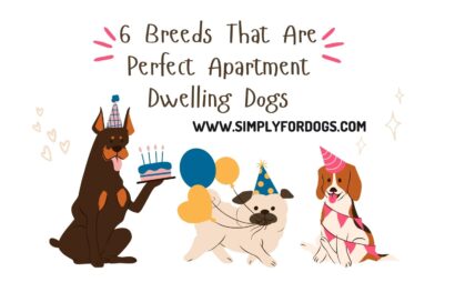 6 Breeds That Are Perfect Apartment Dwelling Dogs