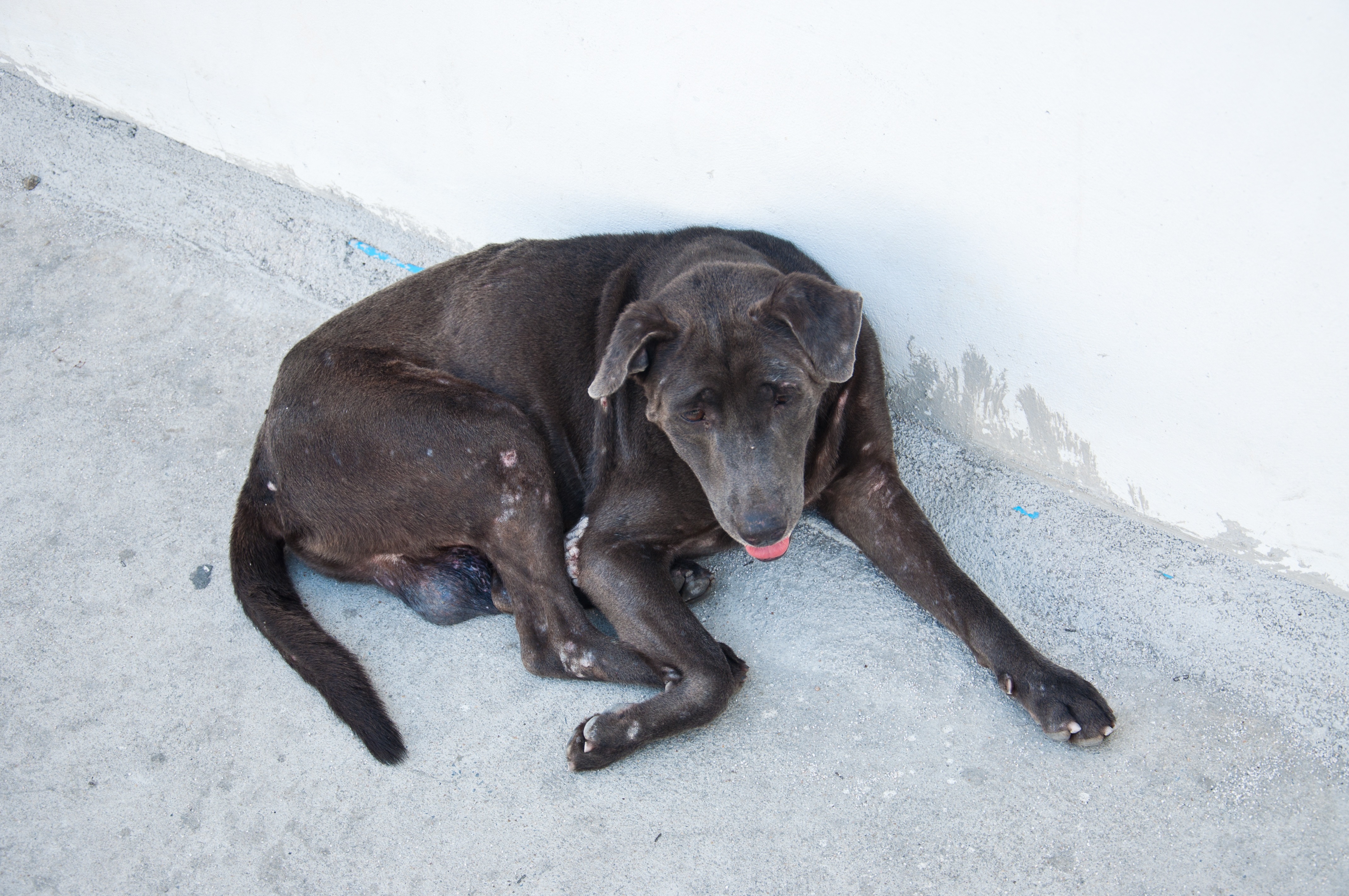 Dog Ocd Archives Simply For Dogs Dog Ocd Archives Simply For Dogs