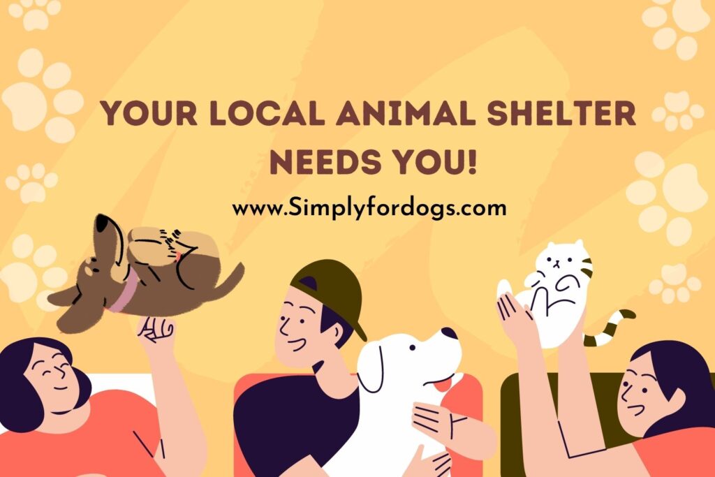 Your Local Animal Shelter Needs You! (When & Why) Simply For Dogs