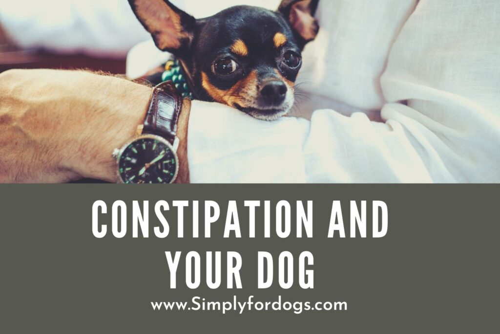 Constipation and Your Dog ( Why & How to Solve ) Simply For Dogs