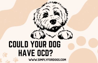 Could Your Dog Have OCD