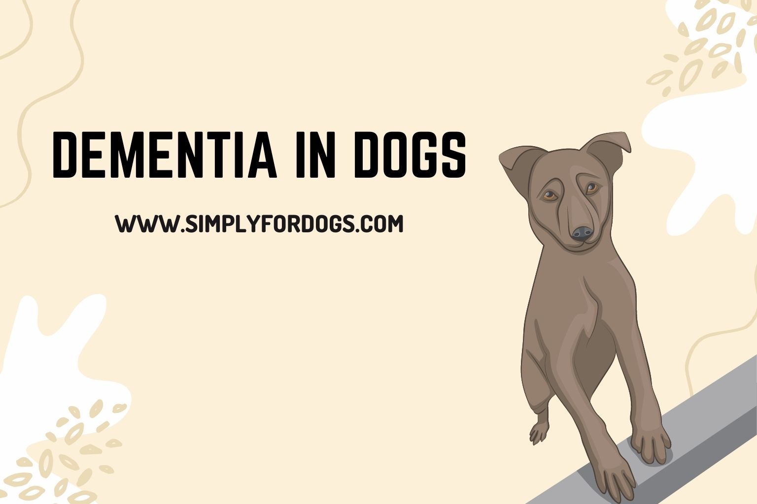 Dementia in Dogs