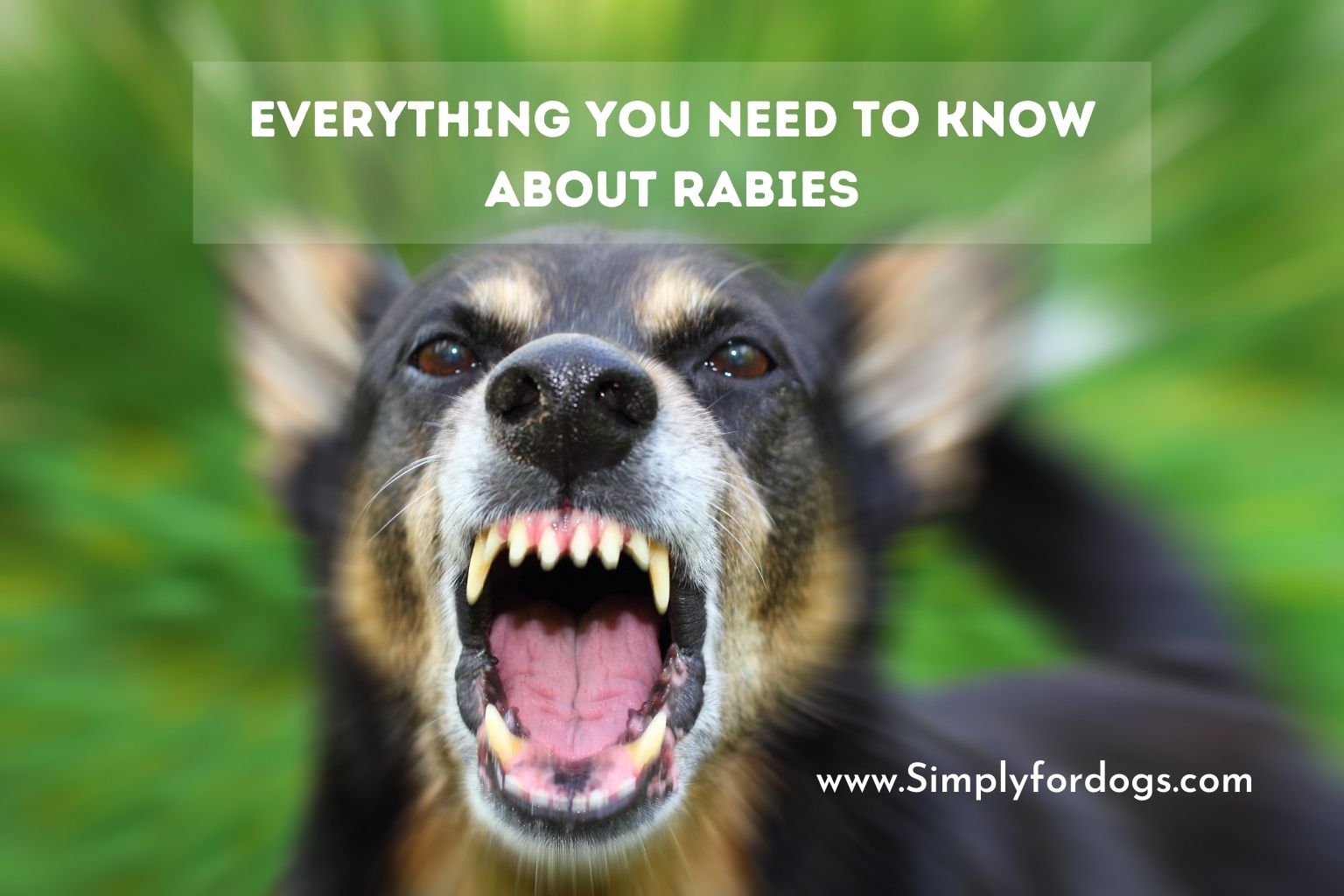 EverythingYouNeedtoKnowAboutRabies Simply For Dogs