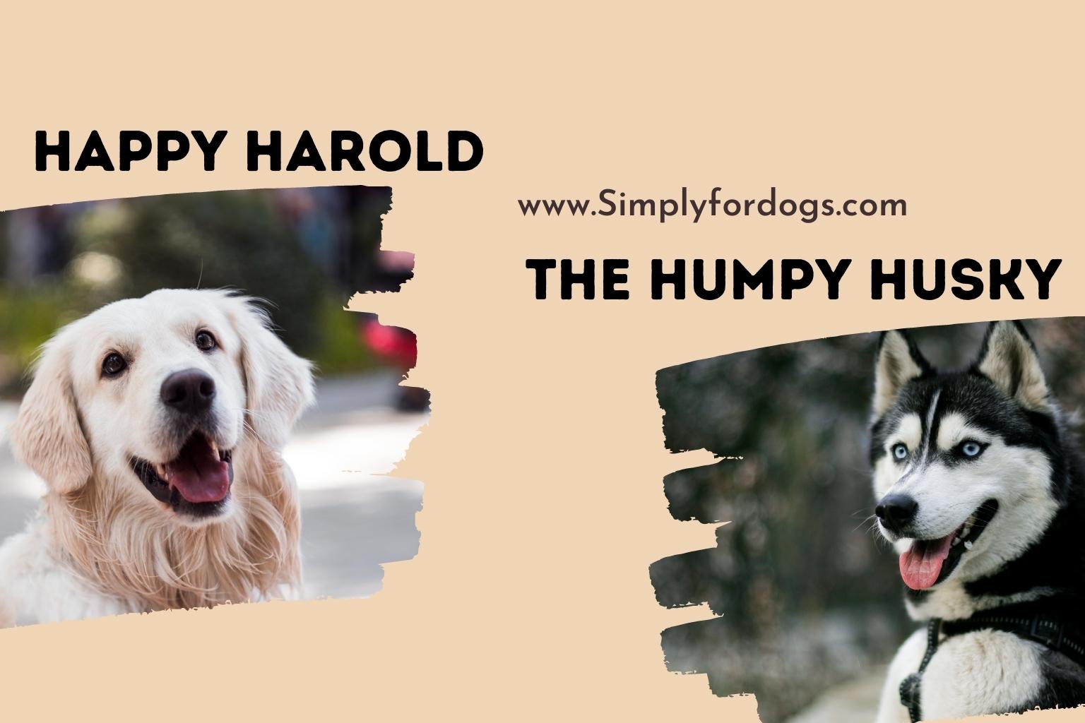 Happy-Harold-the-Humpy-Husky